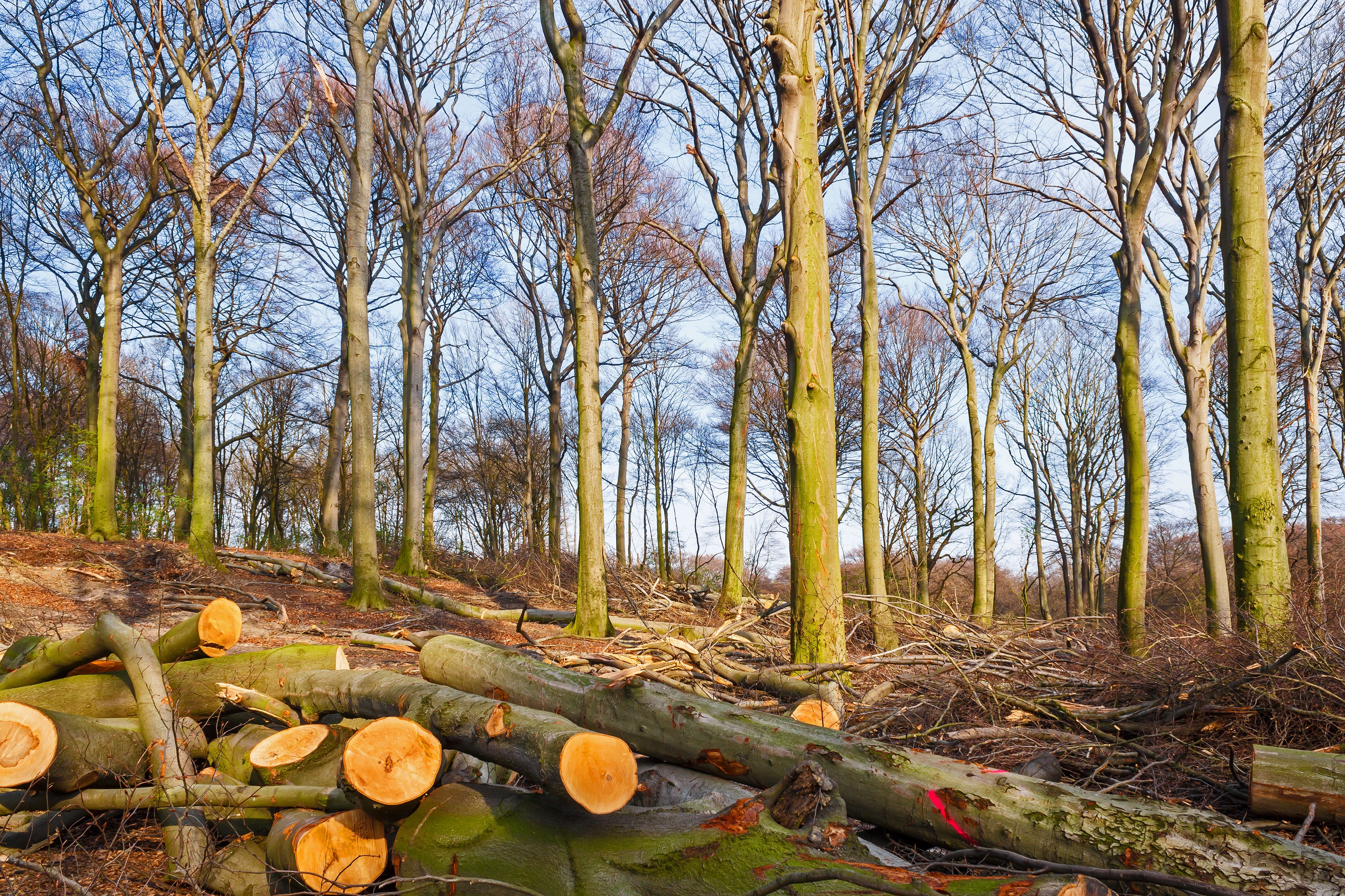 Hiesfelder Naturwaldzelle am Nachmittag nach der Tat