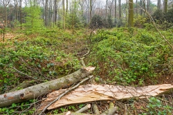 von Brombeeren zugewucherter Waldboden