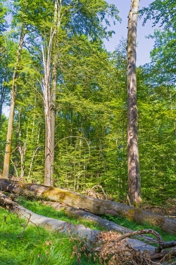 starkes liegendes Totholz auf Windwurffläche
