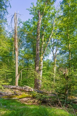 abgestorbener Buchenmethusalem