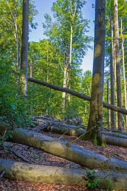 Windwurffläche mit mehreren umgestürzten Altbuchen