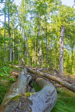 im Vordergrund eine umgestürzte Zwieselbuche
