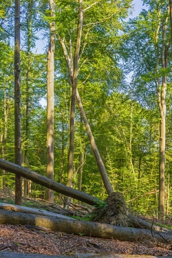 aufgeklappter Wurzelteller bei umgeworfener Buche