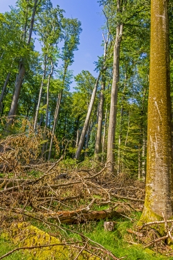 rechts im Vordergrund bemooster Buchengigant