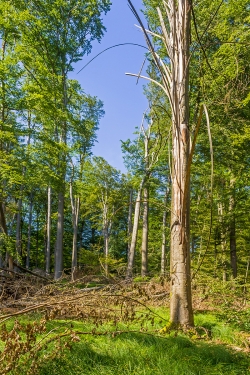 Windwurffläche im Osten der Kernzone