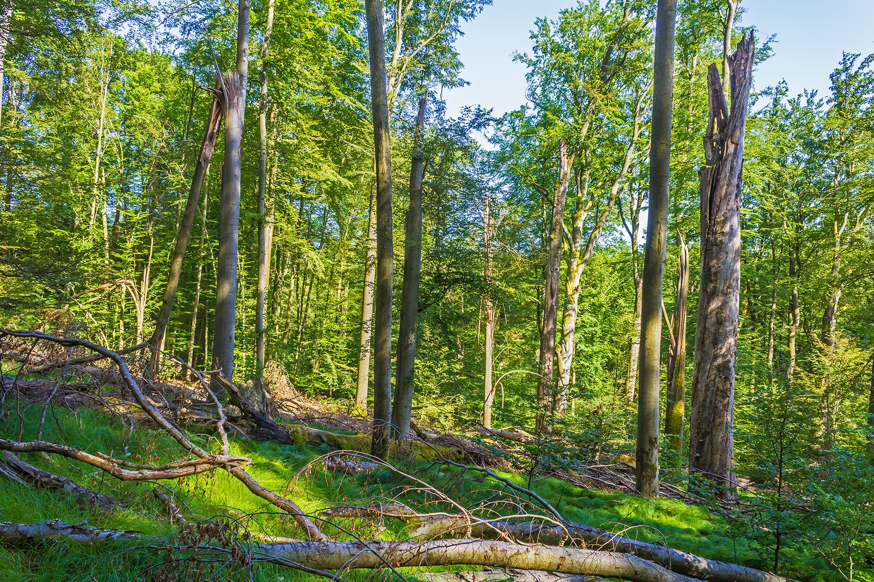Totholzreichtum auf Windwurffläche