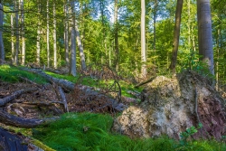 horizontaler Wurzelteller einer Windwurfbuche