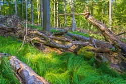 bemooste Schaufelbuche auf Teppich der Zittergras-Segge