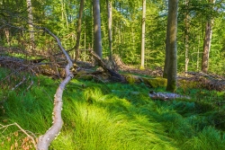 liegendes Totholz am westlichen Rand der Windwurffläche