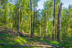 Totholzreichtum auf Windwurffläche