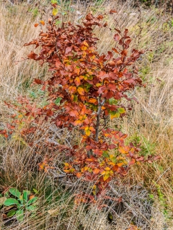verbissene Buche auf dem Kahlschlag in Pafferscheid