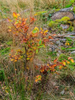 verbissene Buche auf dem Kahlschlag in Pafferscheid