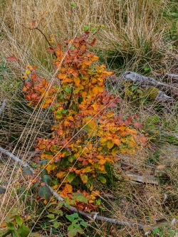 verbissene Buche auf dem Kahlschlag in Pafferscheid