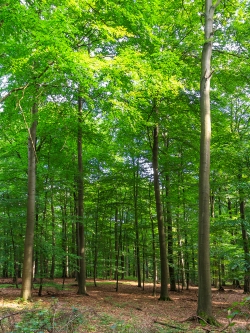 Buchenhallenwald