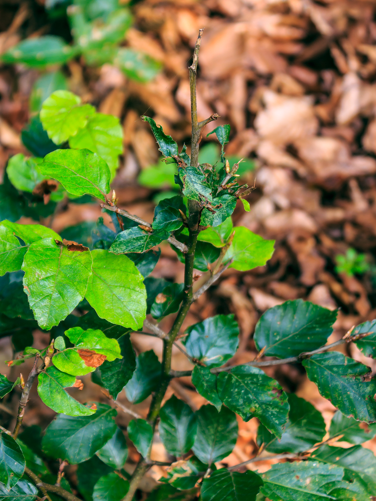 abgebissene Leit- und Seitentriebe, verkümmerte Blätter wegen Blattlausbefall