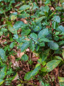 Bonsaibuche, kaum höher als das Waldbingelkraut