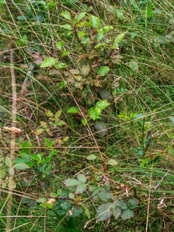 Bonsaibuche neben verbissener Brombeere auf Lichtung