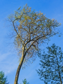 völlig freigestellte Buche ohne Nachbarn