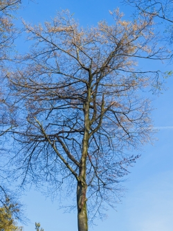 Buchenkrone mit mehreren abgebrochenen Ästen
