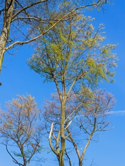 Pilzbefall durch Abbrüche starker Äste