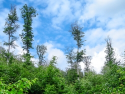 Hübsches Ensemble von Habitatbäumen