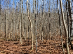 Buchenstangenholz am Kalkgrund
