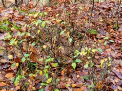 Buchenbüsche mit verbissenen Leittrieben