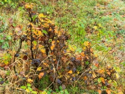 Buchenbüsche mit dicken Stämmchen und verbissenen Leittrieben