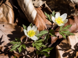 viele Pollen für Insektenbestäuber