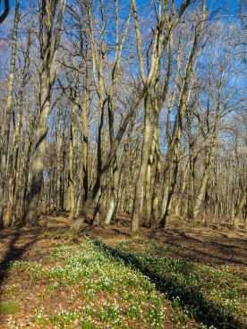 Märzenbecherblüte im Buchenwald
