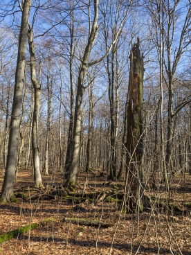 Lagerhölzer und Hochstrunk
