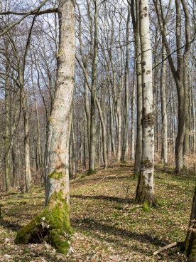 Mischwald im Langen Tal