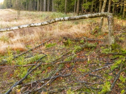 abgebrochene Moorbirke auf humusarmem Boden