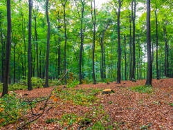 drastisch reduzierter Holzvorrat