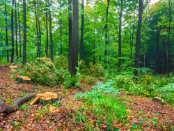 6 Stubben auf engstem Raum