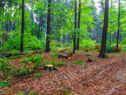 Baumstümpfe am Wegesrand