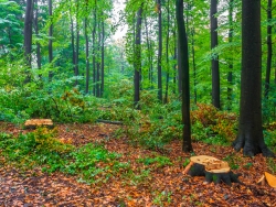 freigeschlagene große Lücken im Wald