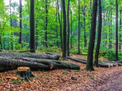 Buchenlangholz am Rande des Forstwegs