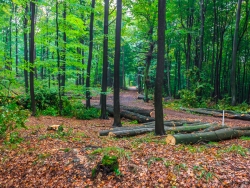 Buchenlangholz am Wanderweg nach Bad Eilsen