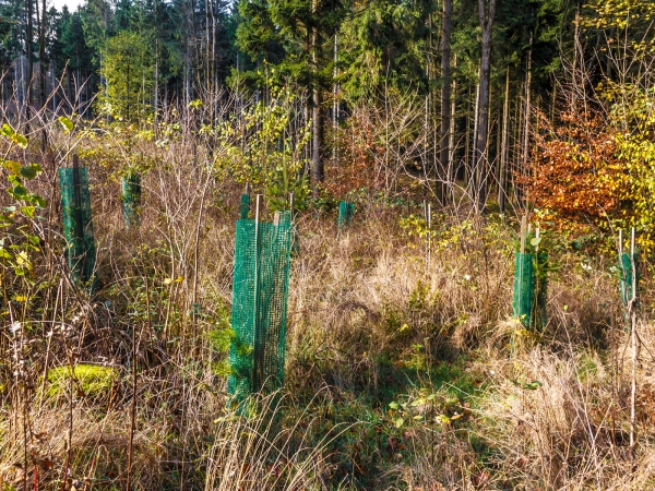 Douglasien in Schutzhülle gegen Wildverbiss