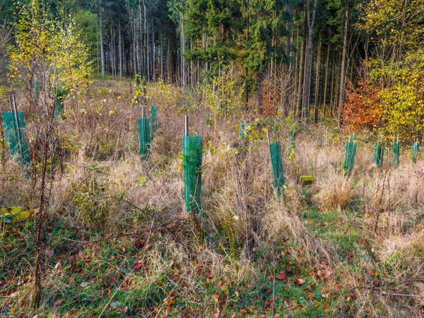 Nicht-heimische Douglasien in FFH-Gebiet Hoher Keller