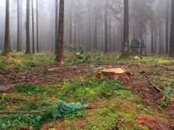 konzeptloser Holzeinschlag in Zone 1c