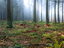 Prozessschutzzone 1c: künstlich mehr Natur schaffen