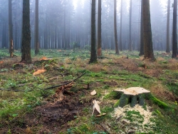 Waldumbau im Nationalpark Eifel
