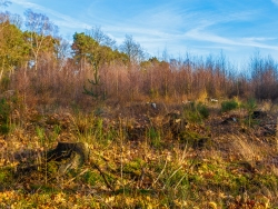 im Hintergrund Birken-Vorwald auif Douglasienkahlschlag