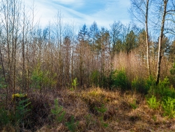 Vorwald mit Birken und zahlreichen Kiefern