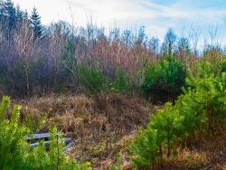 angeblich geringes Ausbreitungspotential: die Waldkiefer