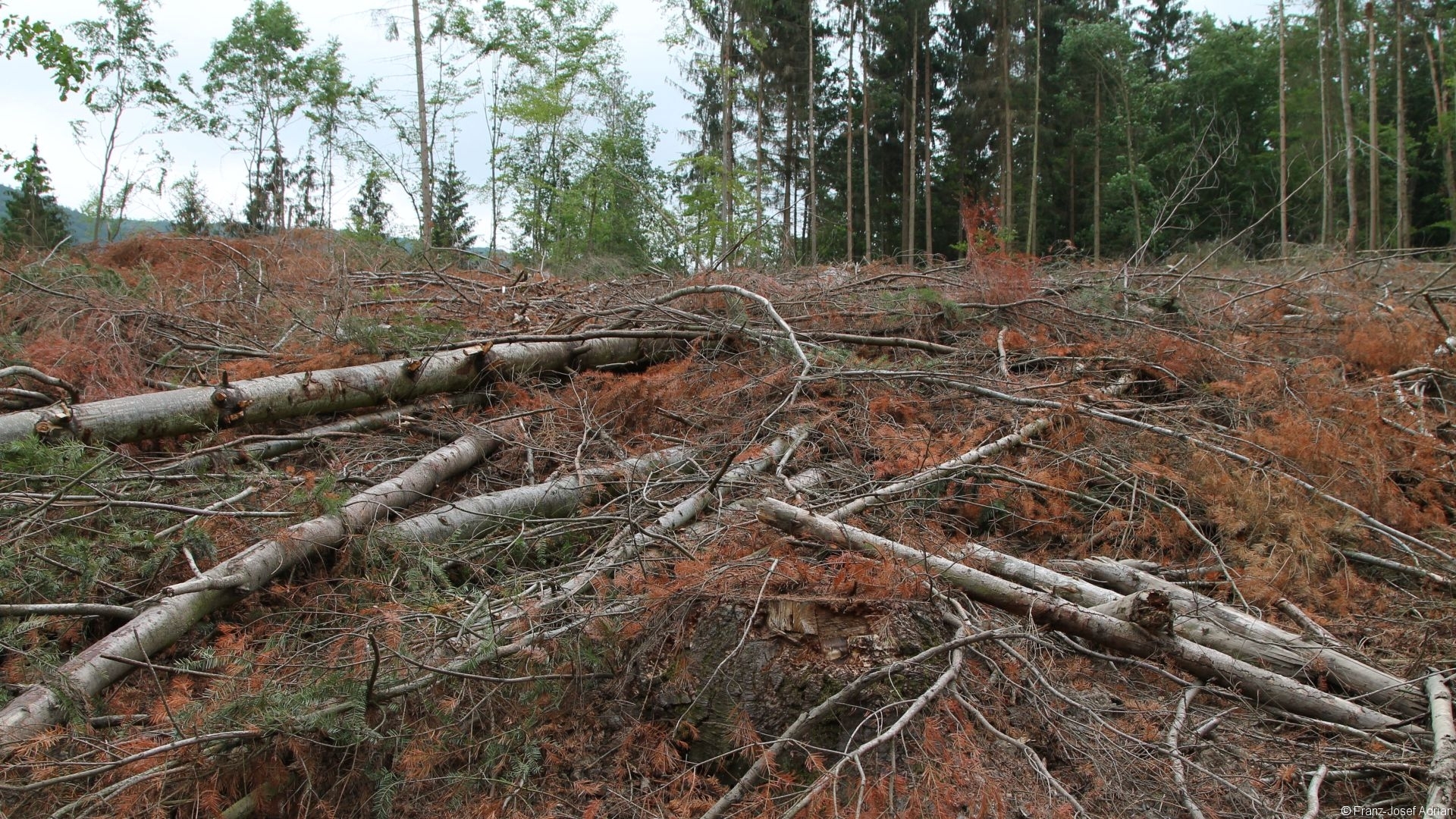 Kahlschlag_Nationalpark_03