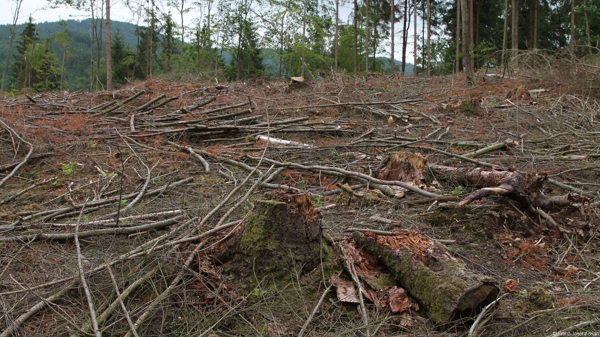 Kahlschlag_Nationalpark_04