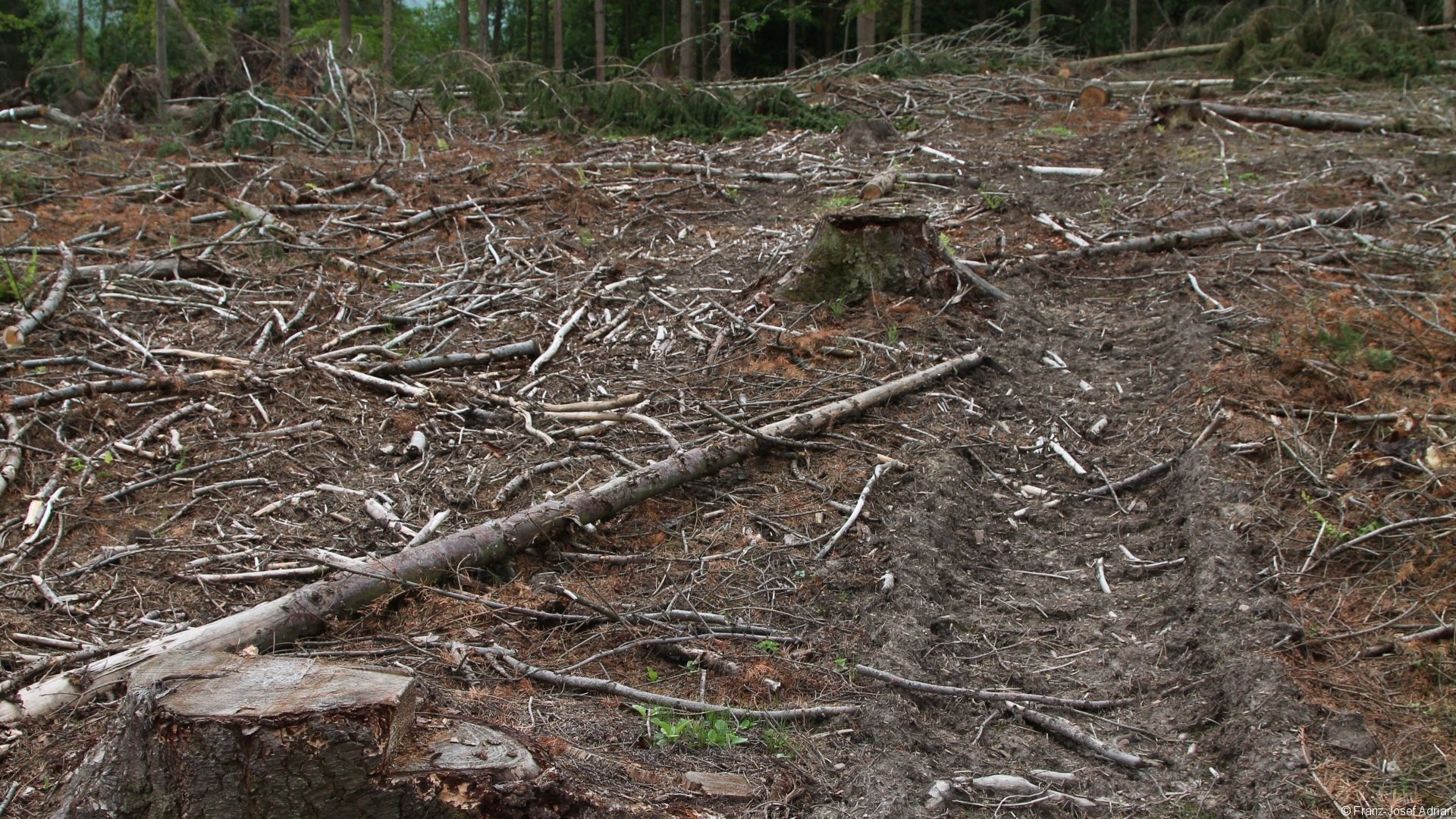 Kahlschlag_Nationalpark_07